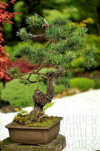 Bonsai_of_Scots_pine_Pinus_sylvestris_Age_between_80_and_100_years_Garden_of_the_Moulin_de_la_Lande_