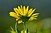 Cultivation of Cup plant (Silphium perfoliatum), a plant native to North America, for methanisation, Brognard, Doubs, France