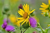 Cultivation of Cup plant (Silphium perfoliatum), a plant native to North America, for methanisation, Brognard, Doubs, France