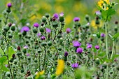 Common thistle (Cirsium vulgare) flowers, Brognard, Doubs, France