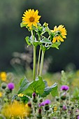 Cultivation of Cup plant (Silphium perfoliatum), a plant native to North America, for methanisation, Brognard, Doubs, France