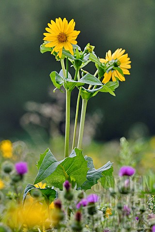 Cultivation_of_Cup_plant_Silphium_perfoliatum_a_plant_native_to_North_America_for_methanisation_Brog