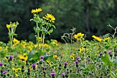 Cultivation of Cup plant (Silphium perfoliatum), a plant native to North America, for methanisation, Brognard, Doubs, France