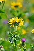 Cultivation of Cup plant (Silphium perfoliatum), a plant native to North America, for methanisation, Brognard, Doubs, France