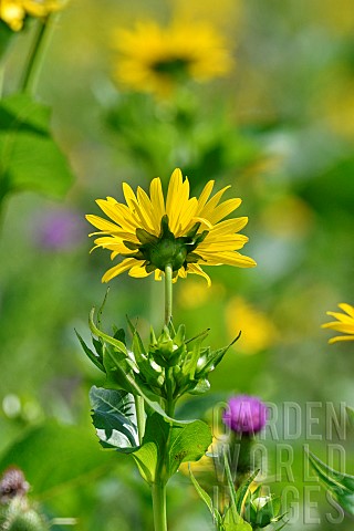 Cultivation_of_Cup_plant_Silphium_perfoliatum_a_plant_native_to_North_America_for_methanisation_Brog