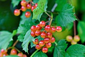 European cranberrybush (Viburnum opulus) fruits, France