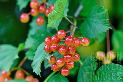 European_cranberrybush_Viburnum_opulus_fruits_France