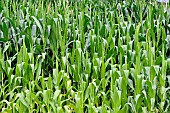 Green foliage of a corn field, France