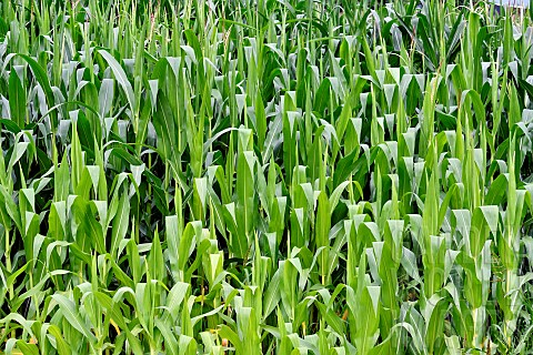 Green_foliage_of_a_corn_field_France