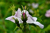 Dog rose (Rosa canina) in bloom, France