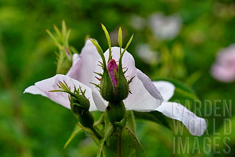 Dog_rose_Rosa_canina_in_bloom_France