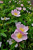 Dog rose (Rosa canina) in bloom, France