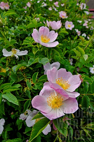 Dog_rose_Rosa_canina_in_bloom_France