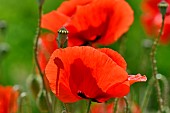 Poppy (Papaver rhoeas) in flower, France