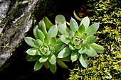 Common houseleek (Sempervivum tectorum) succulents in a rock wall