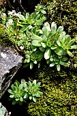 Common houseleek (Sempervivum tectorum) succulents in a rock wall