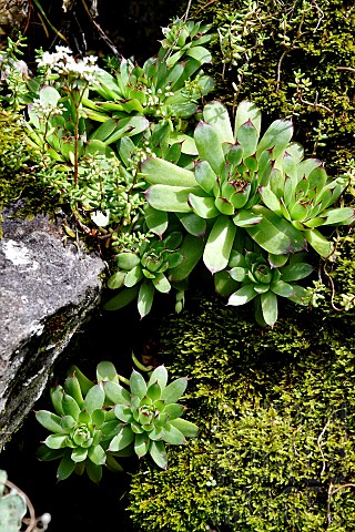 Common_houseleek_Sempervivum_tectorum_succulents_in_a_rock_wall