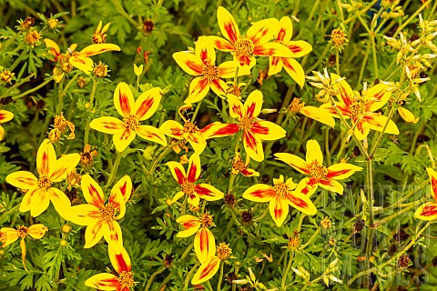 Apache_beggartick_Bidens_ferulifolia_Hawaiian_Flare_yellow_red_star