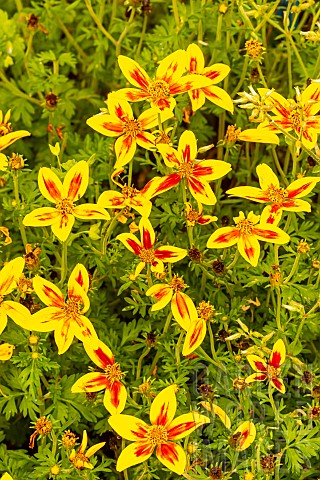 Apache_beggartick_Bidens_ferulifolia_Hawaiian_Flare_yellow_red_star