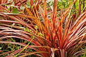 Cabbage Tree (Cordyline australis )Cherry Sensation