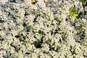 Sweet alyssum (Lobularia maritima) Wonderland White