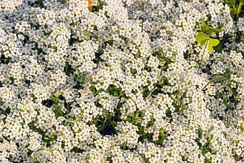 Sweet_alyssum_Lobularia_maritima_Wonderland_White