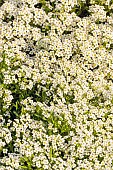 Sweet alyssum (Lobularia maritima) Wonderland White