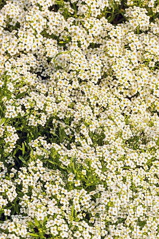 Sweet_alyssum_Lobularia_maritima_Wonderland_White