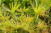 Umbrella Papyrus (Cyperus involucratus) Niger