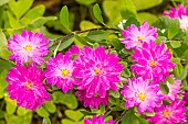 China aster (Callistephus chinensis) Serenade