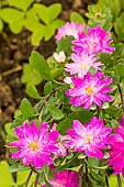 China aster (Callistephus chinensis) Serenade