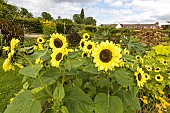 Common sunflower (Helianthus annuus) Valentine