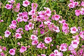 Twinspur (Diascia barberae) Flying Color Trailing Antique Rose, flowers