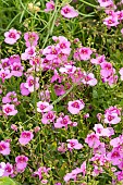 Twinspur (Diascia barberae) Flying Color Trailing Antique Rose, flowers