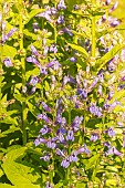 Great blue lobelia (Lobelia siphilitica) Blue Selection, Flowers
