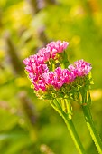 Wavyleaf sealavender (Limonium sinuatum) Qis Rose, flowers