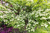 Kousa dogwood (Cornus kousa) Milky way, in bloom