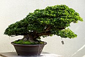 Satsuki Azalea (Rhododendron Osakazuki), 60 year old bonsai offered by the city of Hiroshima to the Montreal Botanical Garden