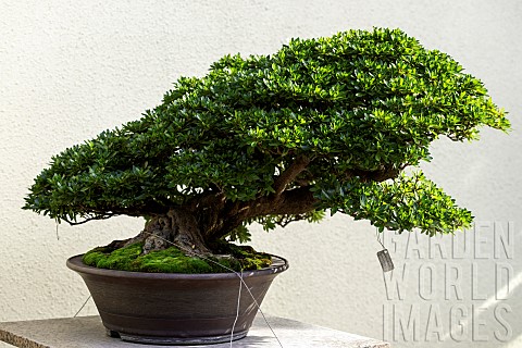 Satsuki_Azalea_Rhododendron_Osakazuki_60_year_old_bonsai_offered_by_the_city_of_Hiroshima_to_the_Mon
