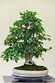 Chonowskis Hornbeam (Carpinus tschonoskii), 25 year old bonsai