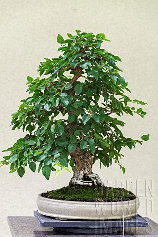 Chonowskis_Hornbeam_Carpinus_tschonoskii_25_year_old_bonsai