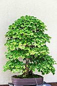 Trident Maple (Acer buergerianum), 65 year old bonsai offered by the Nippon Bonsaï Society