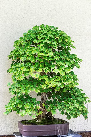 Trident_Maple_Acer_buergerianum_65_year_old_bonsai_offered_by_the_Nippon_Bonsa_Society