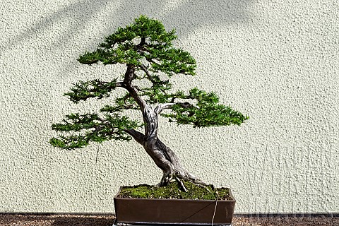 Japanese_Yew_Taxus_cuspidata_55_year_old_bonsai