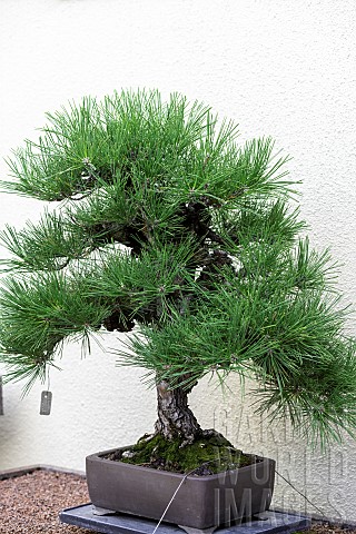 Corkbark_Japanese_Black_Pine_Pinus_thunbergii_var_corticosa_100_year_old_bonsai_offered_by_the_Gover