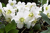 Black hellebore (Helleborus niger) in bloom