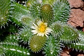 Pickle plant (Delosperma echinatum) flower, South Africa