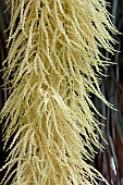 Mexican Blue Palm (Brahea armata) inflorescence