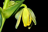 Corkscrew albuca (Albuca spiralis) flower, South Africa