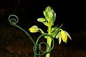 Corkscrew albuca (Albuca spiralis) flowers and tendril, South Africa